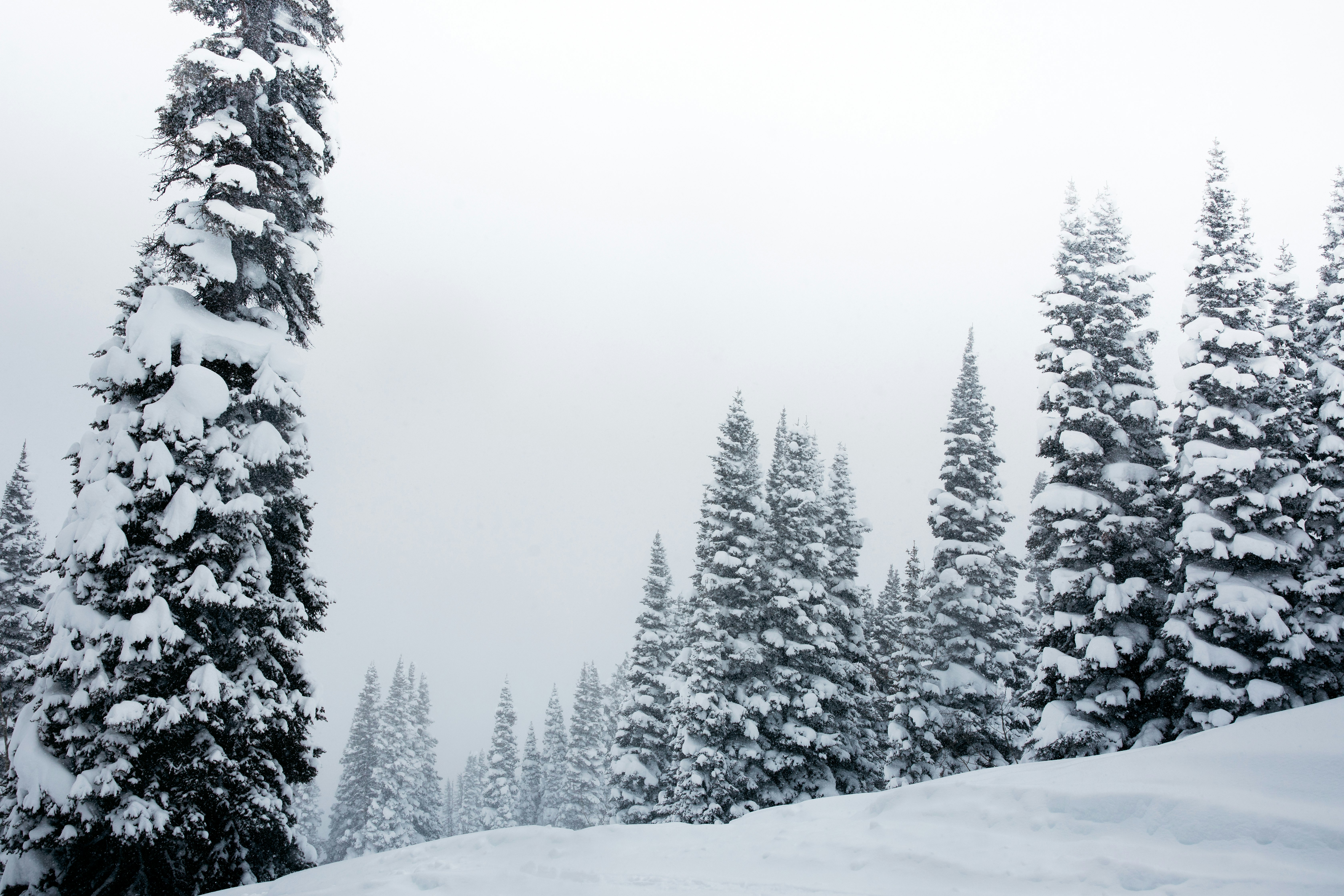 snow covered trees during daytime